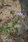 Appalachian rose gentian